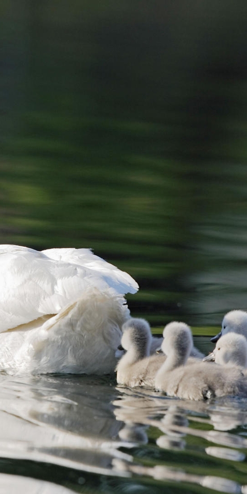Image: Swan, white, bird, chicks, head, neck, feathers, water, swim