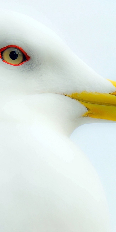 Image: Seagull, white, eyes, beak, bird