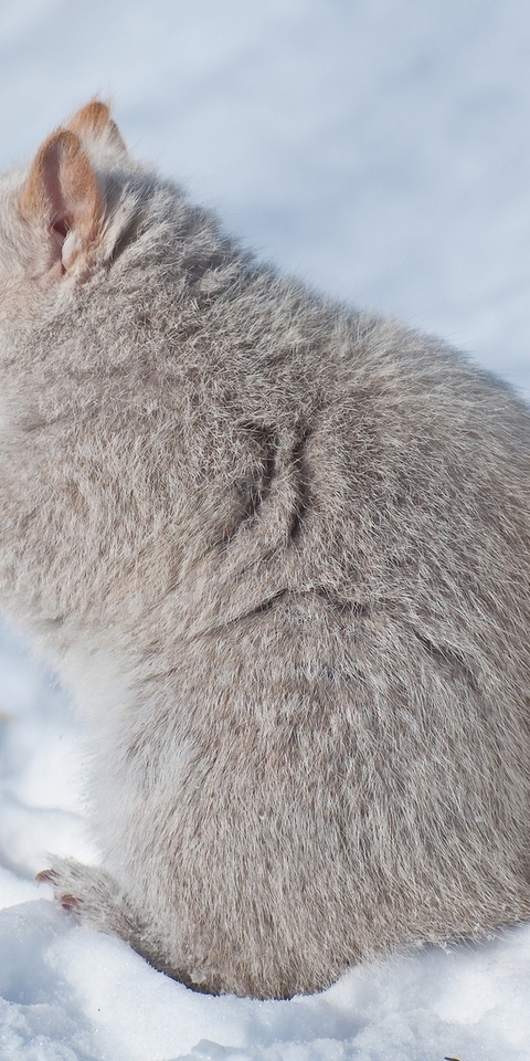 Картинка: Белка, белая, профиль, зима, снег, пушистый, зверёк, грызёт