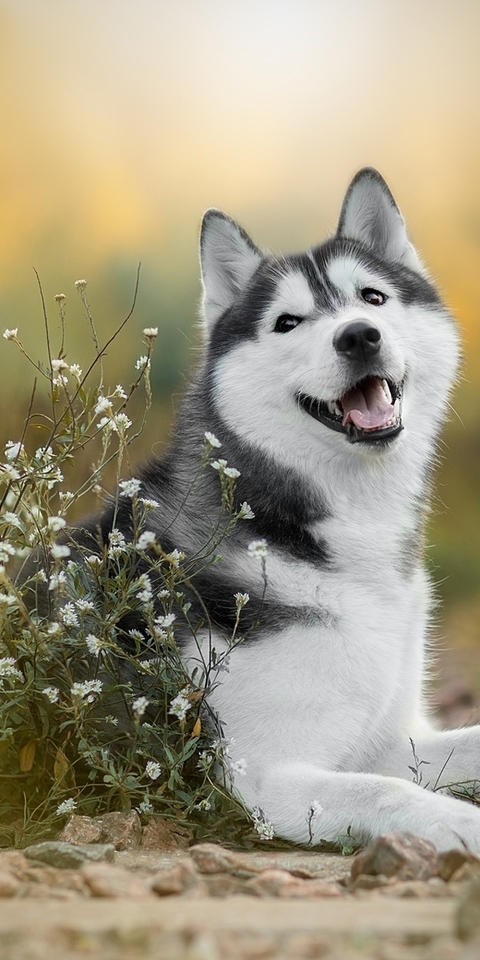 Картинка: Хаски, собака, порода, радость, цветы, поле, трава