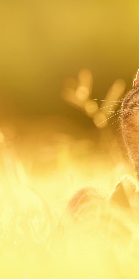 Картинка: Котик, мордочка, греется, солнышко, колосья, размытый фон