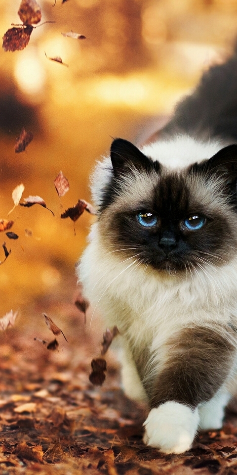 Картинка: Кошка, пушистая, шерсть, взгляд, глаза, голубые, окрас, листва, осень, идёт