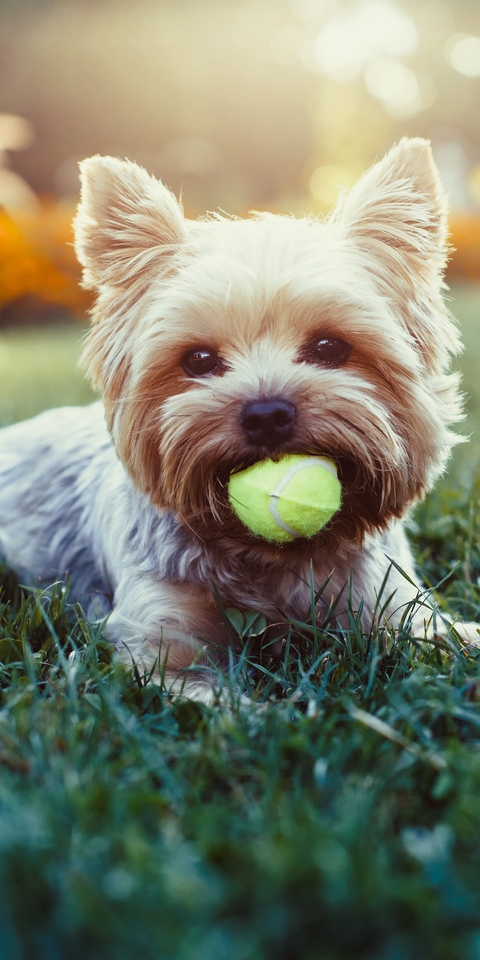 Image: Dog, purebred, ball, grass, lawn, play