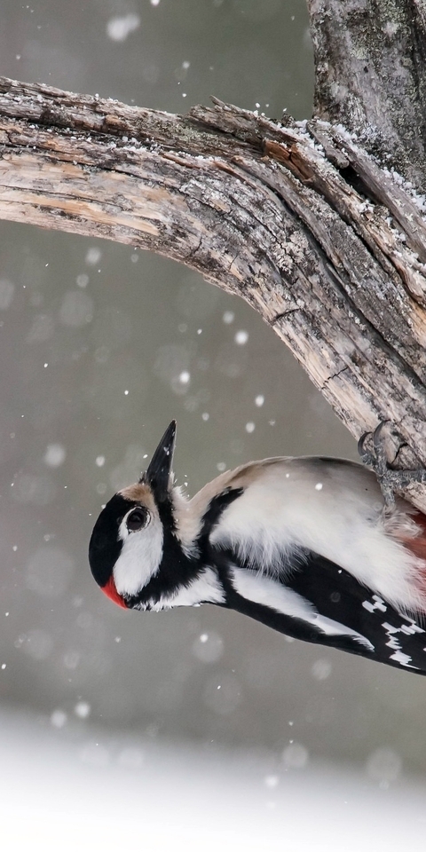 Image: Bird, woodpecker, feather, tree, trunk, sitting, winter, snow, snowflakes