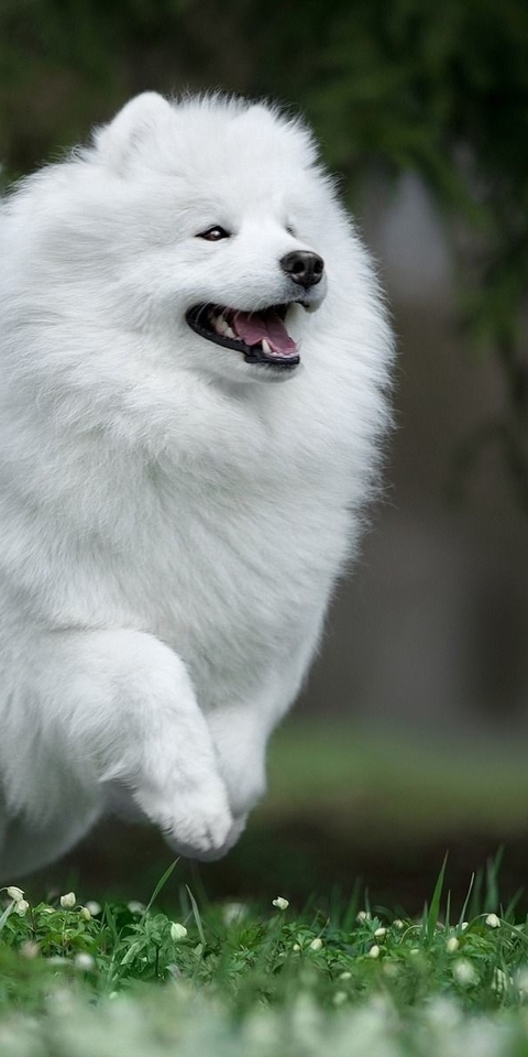 Image: Samoyed dog, Samoyed husky, Samoyed Laika, dog, field, grass, white, fluffy, runs