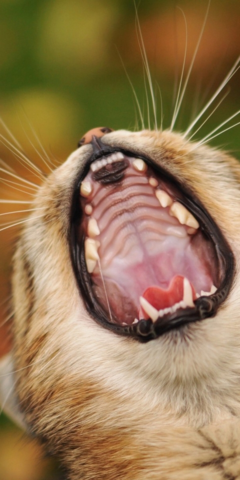 Image: Cat, yawns, jaws, mustache
