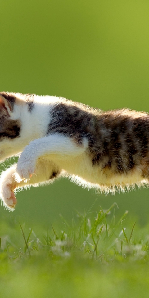 Image: Kitten, butterfly, lawn, green, summer, catch, jump