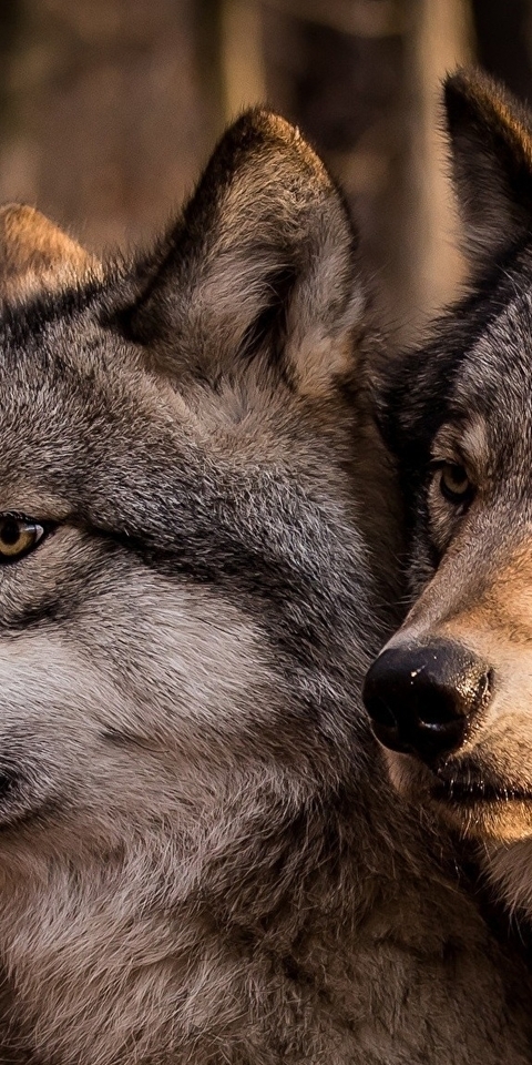 wolf pack wallpaper desktop