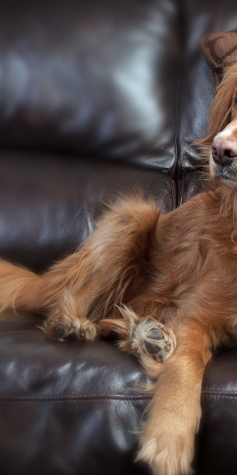 Картинка: Собака, морда, глаза, взгляд, шерсть, лапы, лежит, диван, подушка