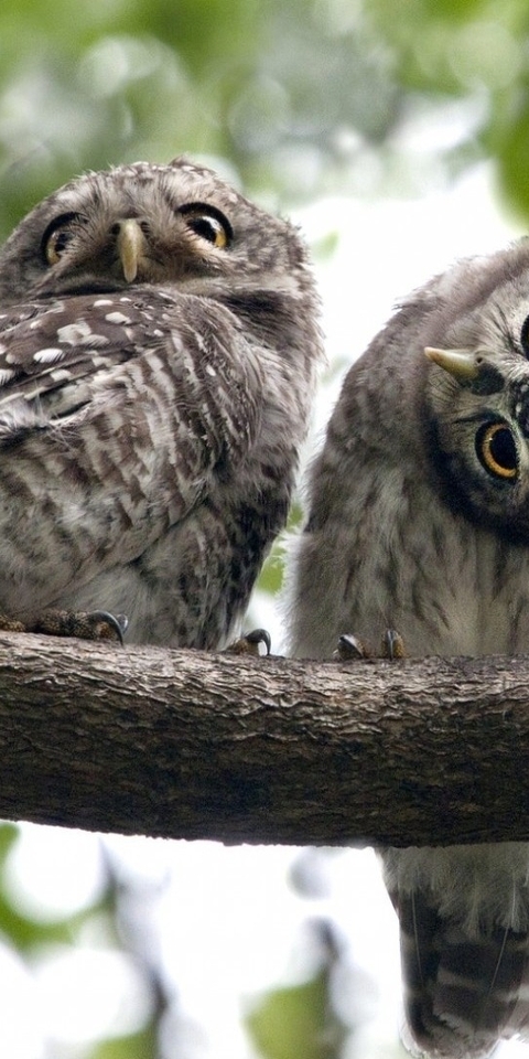 Image: Owls, feathers, head, eyes, view, tree, branch