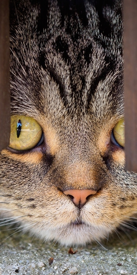 Картинка: Кошка, морда, глаза, выглядывает, забор