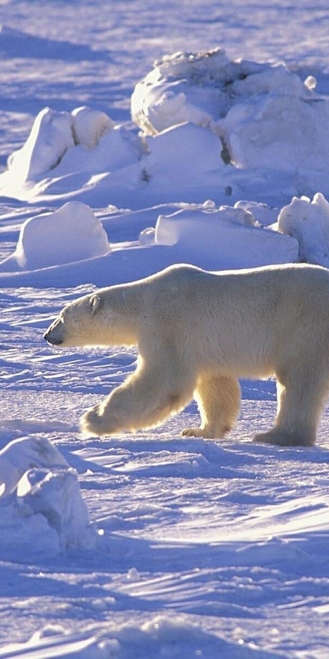 Image: Polar bear, goes, desert, sunny day, snow, winter