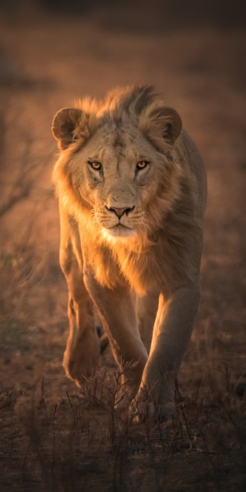 Image: Lion, predator, beast, goes