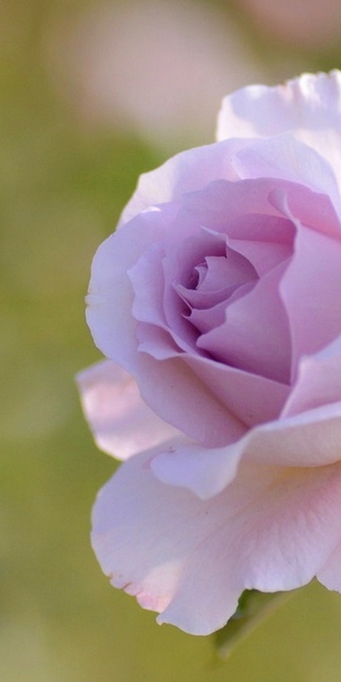 Image: Rose, flower, petals, delicate color