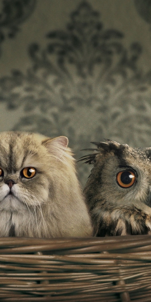 Картинка: Кошки, сова, маскировка, взгляд, глаза