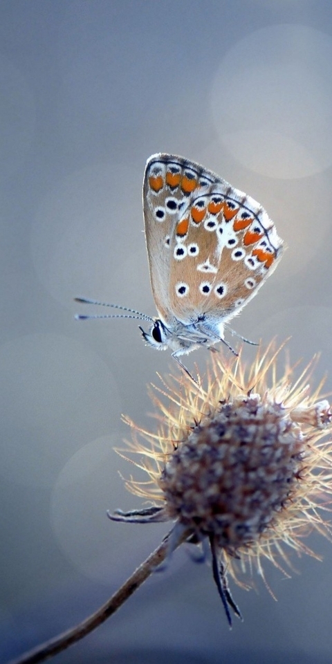 Картинка: Бабочка, растение, синеголовник, блики