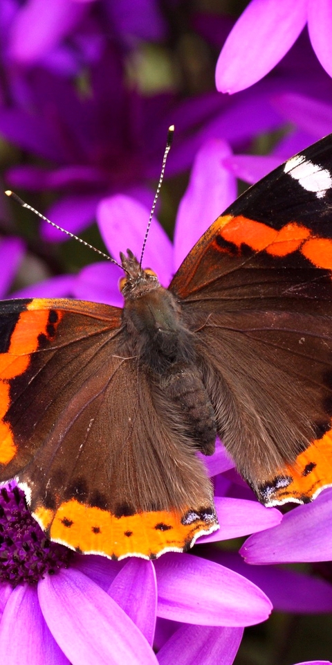 Image: butterfly, purple flowers, beautiful nature