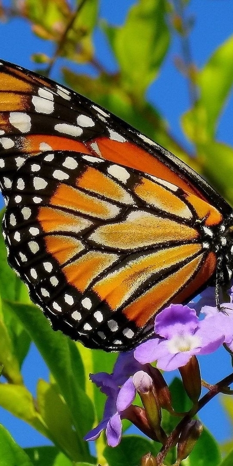 Картинка: Бабочка, крылья, окрас, сидит, цветок, листья, небо