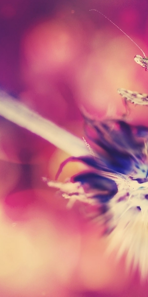 Image: Dandelion, fluffy, mantis, sitting, bokeh, blurred background