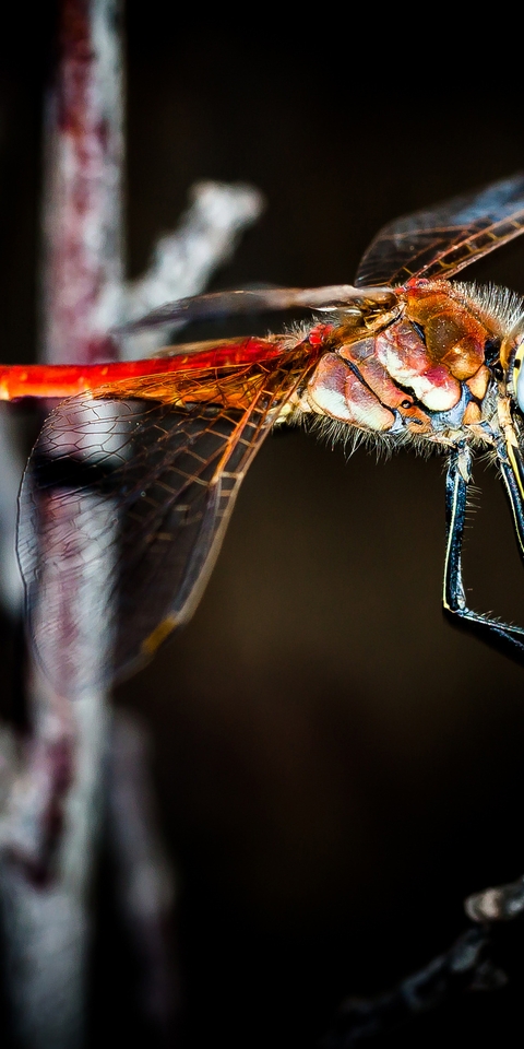 Image: Dragonfly, red, wings, branch, sitting, lighting