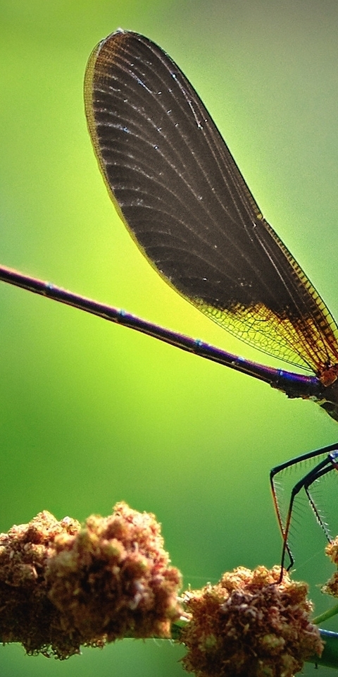 Image: Dragonfly, wings, body, bow