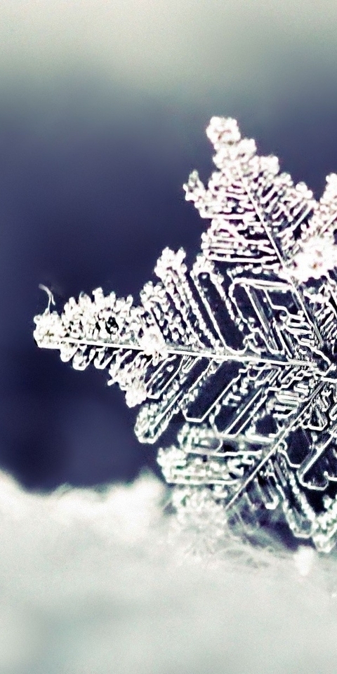 Image: Snowflake, winter, form, ice, snow