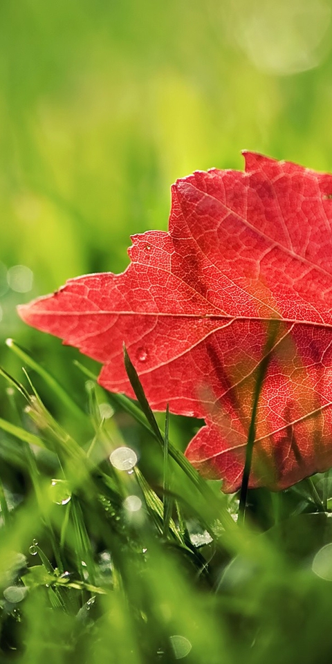 Image: Leaf, red, streaks, grass, green, dew, drops