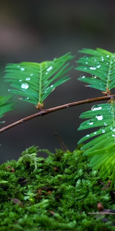 Image: Moss, herbs, leaves, branch, drops, macro