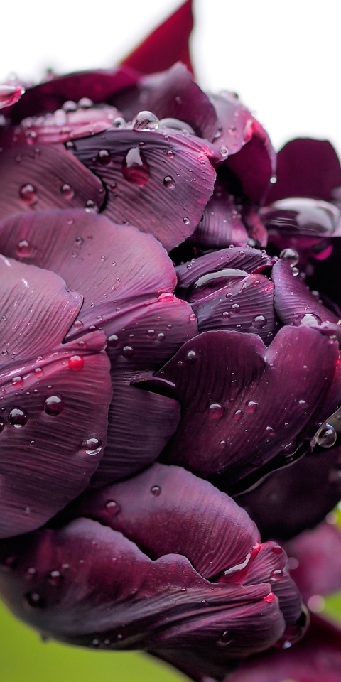 Картинка: Цветок, махровый, тюльпан, фиолетовый, тёмный, лепестки, вода, капли, фокус