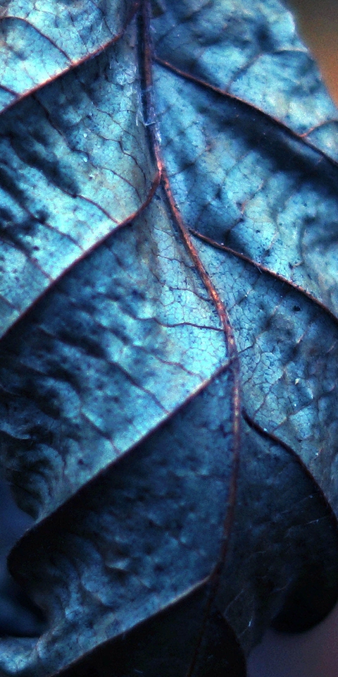 Image: Dry leaf, leaves, veins, close-up