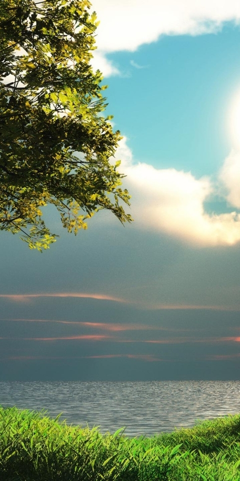 Image: Tree, nature, grass, shore, lake, sky, clouds, sunset, sun