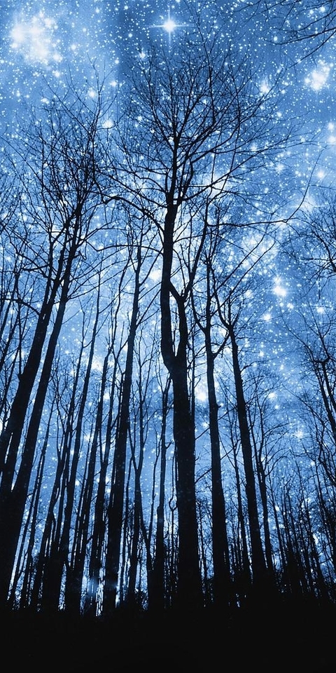 Image: Trees, trunk, branch, sky, shining, flickering, stars
