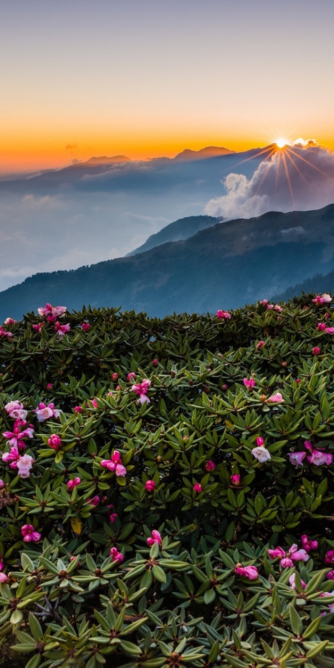Image: Slope, sky, hill, mountains, flowers, greens, clouds, sunset