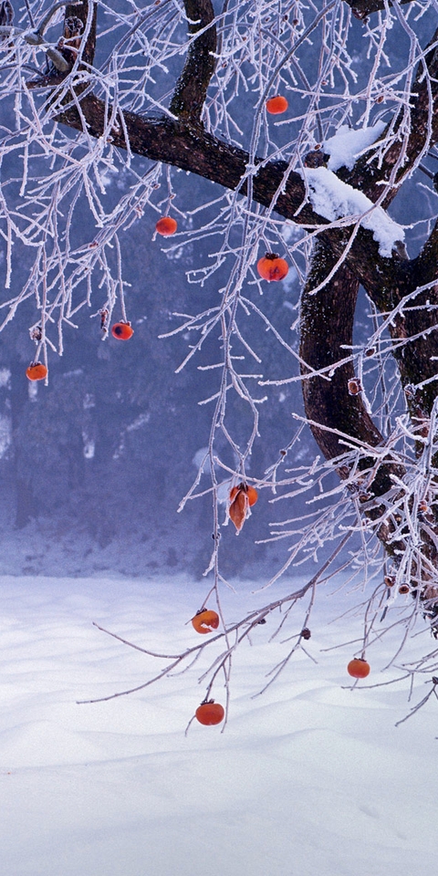Картинка: Хурма, дерево, снег, зима