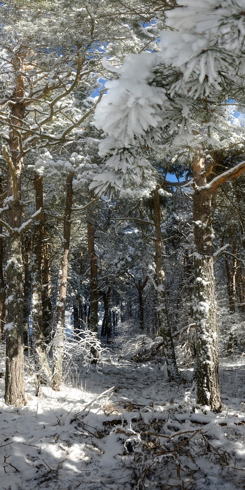 Картинка: Хвоя, лес, деревья, зима, снег, день
