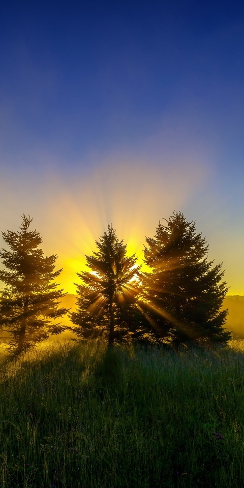 Image: Summer, tree, three, needles, forest, grass, field, horizon, evening, sunset, shadow