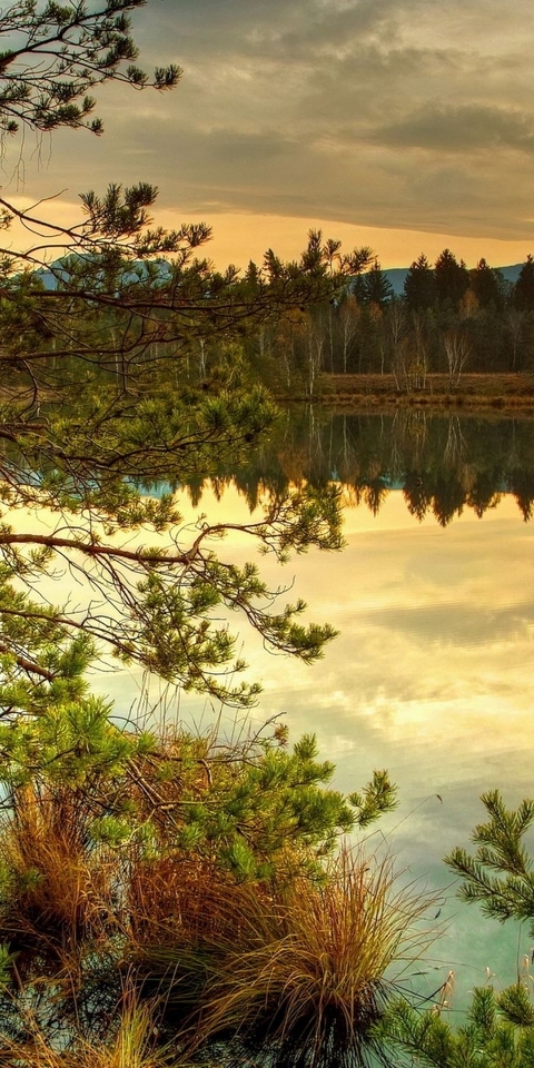 Картинка: Лес, деревья, хвоя, озеро, небо, закат, отражение, осень