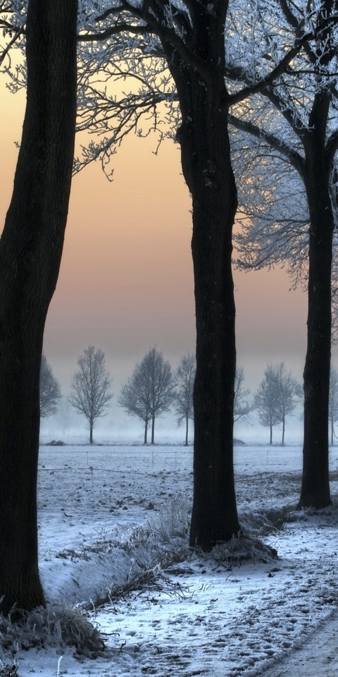 Картинка: природа, зима, деревья, дорога, закат, солнце, лес