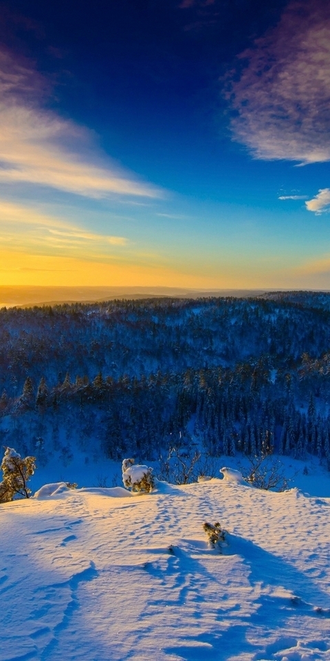 Image: nature, winter, snow, forest, sky, taiga