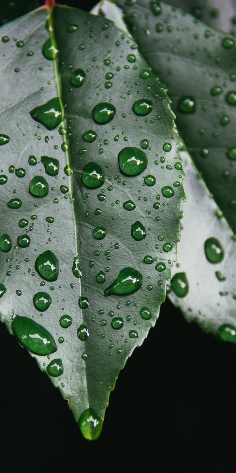 Image: Leaves, plant, green, rain, drops