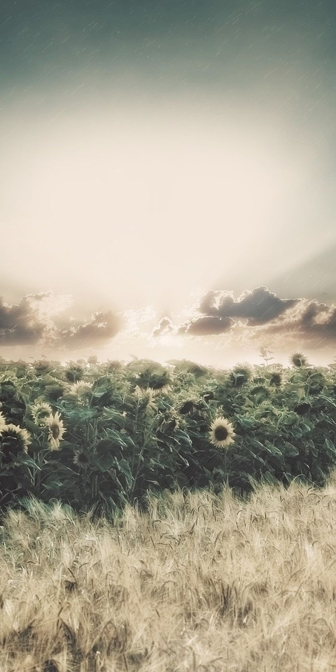 Image: Sky, sunlight, rays, clouds, rain, field, sunflowers, wheat