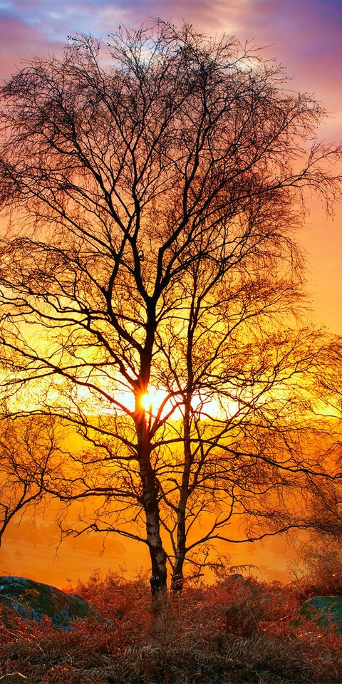 Image: Autumn, landscape, trees, bushes, sunset, clouds