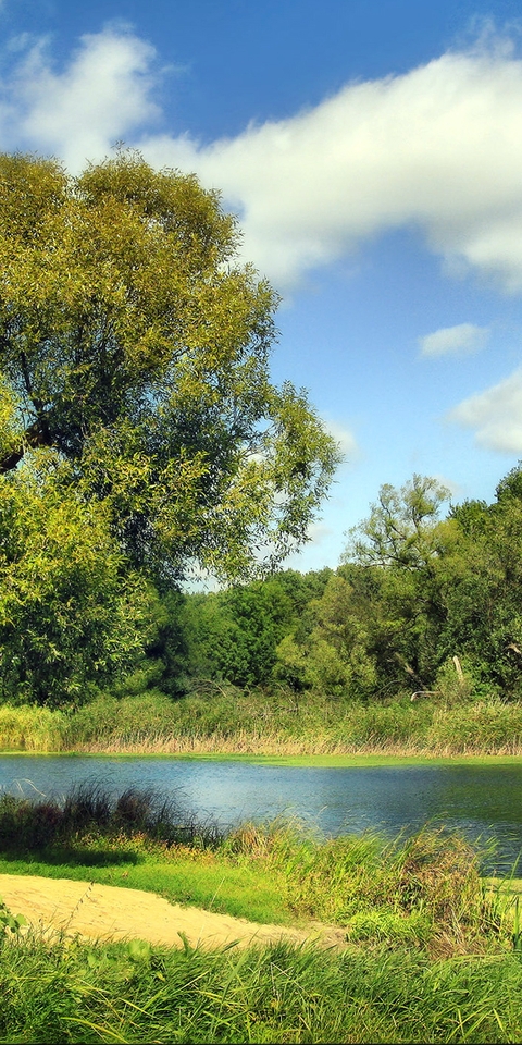 Картинка: Дерево, зелень, трава, камыш, река, вода, небо, облака, лето