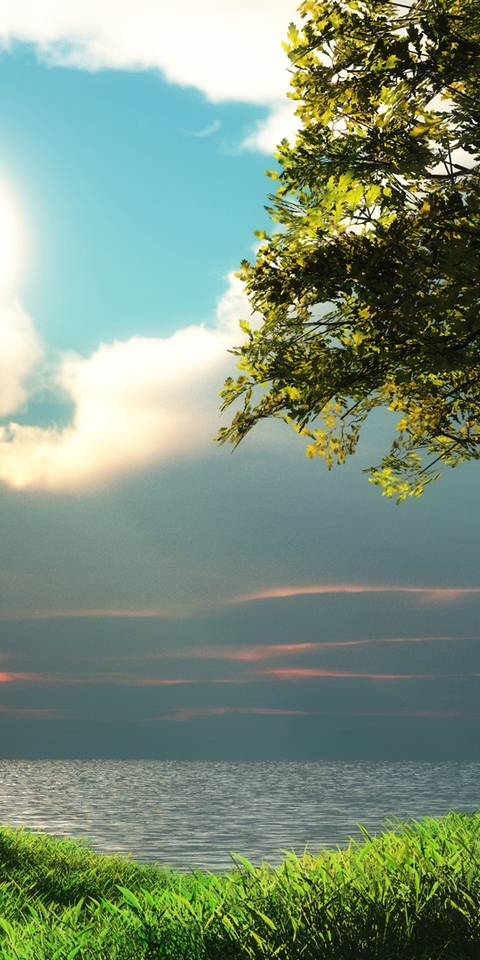 Картинка: Дерево, трава, зелень, небо, солнце, облака, вода, озеро, вечер
