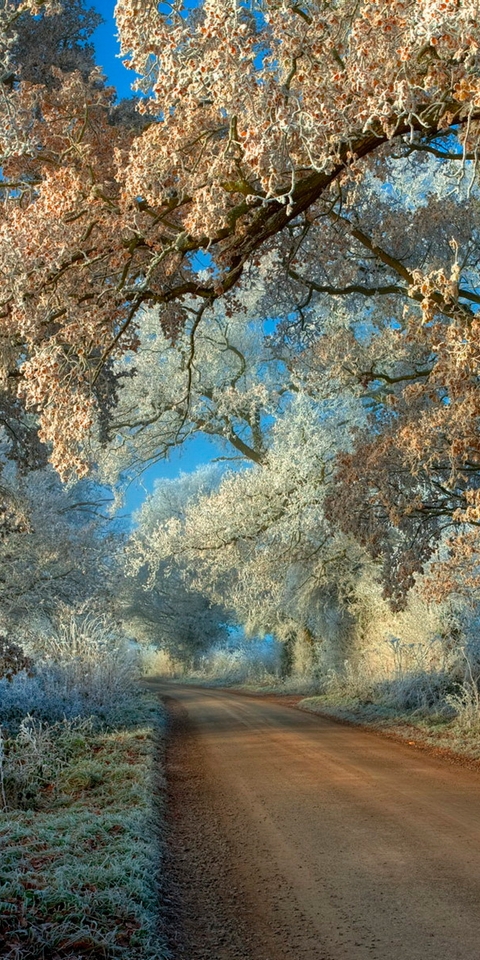 Картинка: Деревья, трава, дорога, заморозки, иней, небо