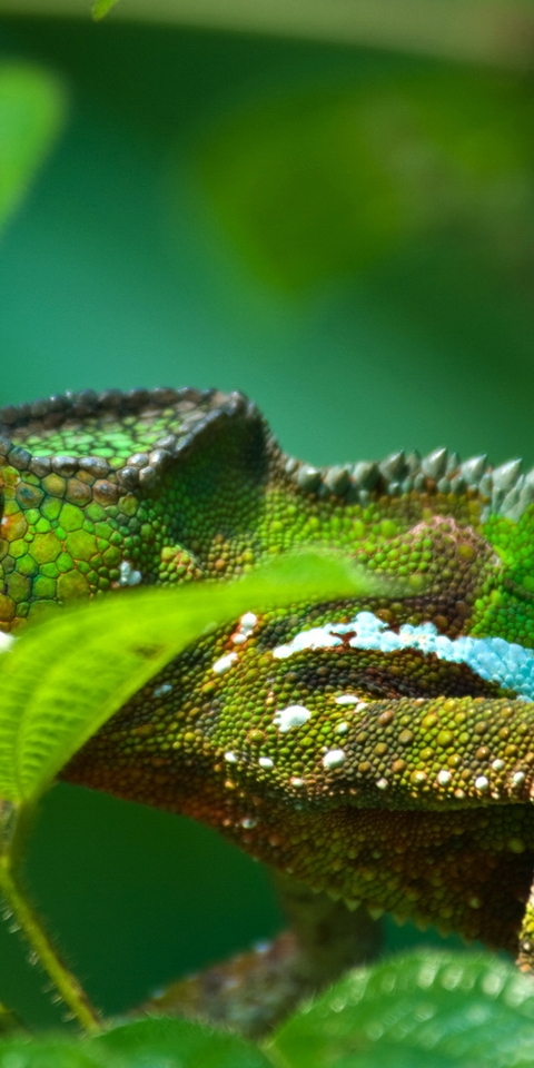Картинка: Хамелеон, кожа, чешуя, лапы, глаза, ветки, листья, зелёный