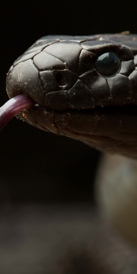 Картинка: Змея, язык, голова, глаз, рептилия