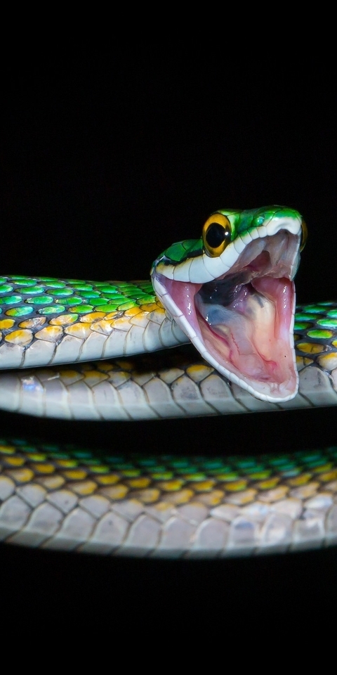 Картинка: Змея, зелёная, пасть, чешуя, чёрный фон