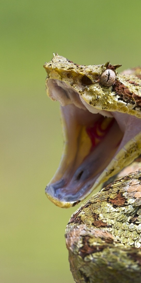 Картинка: Змея, пасть, шипит, шкура, чешуя, глаз