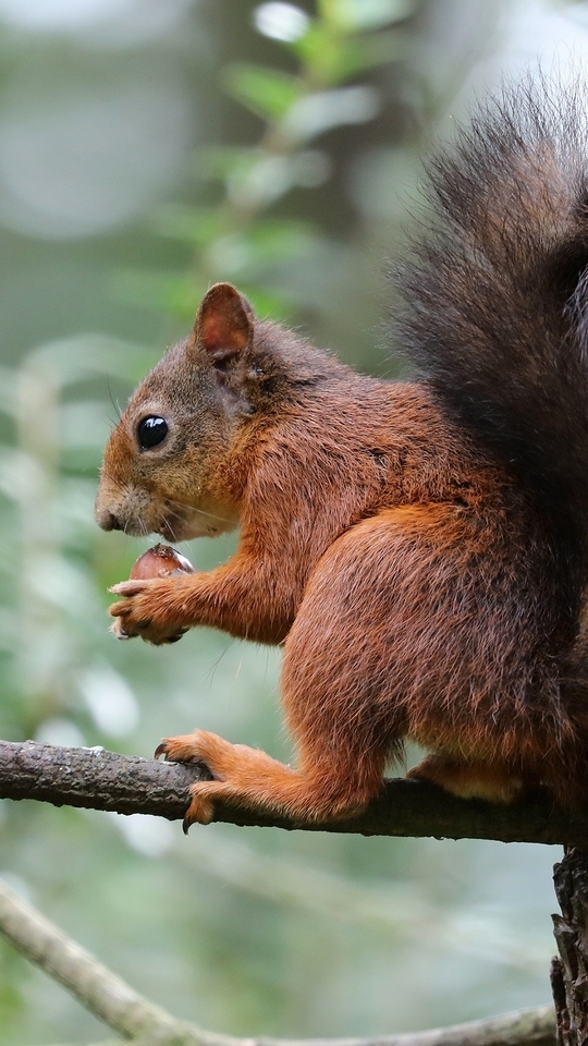 Image: Squirrel, fluffy, sitting, branch, nut, nibbles